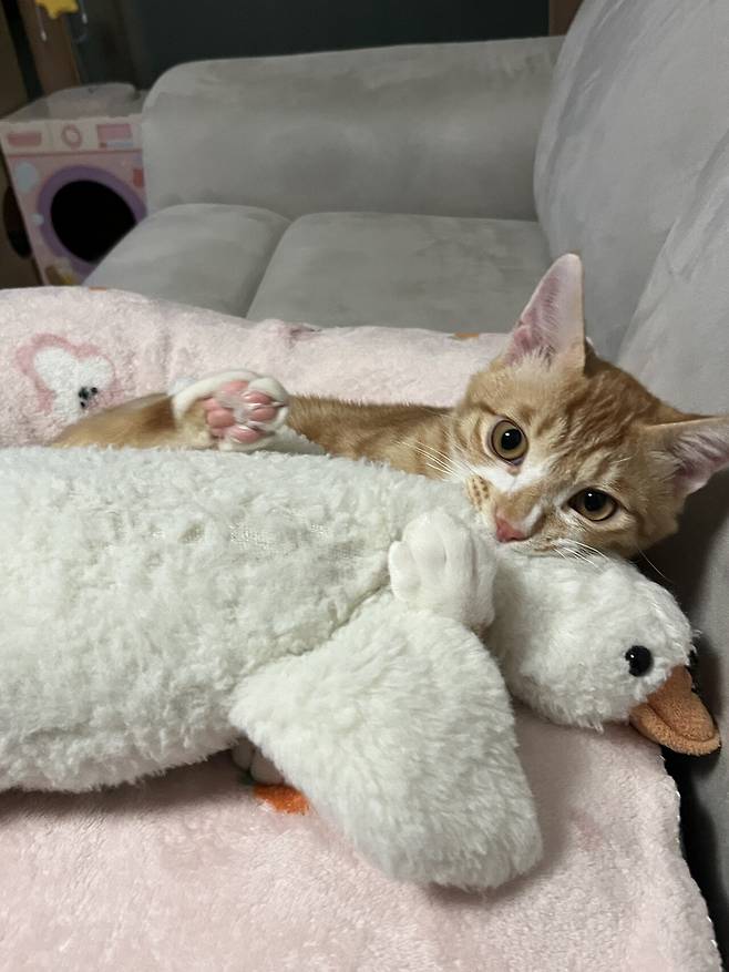 IMG_5334.jpeg 우리집 복덩이 빵이 보고가