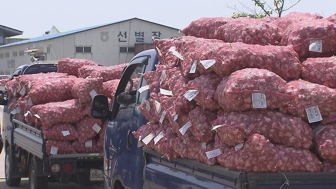 수매를 기다리는 마늘 농가 차량