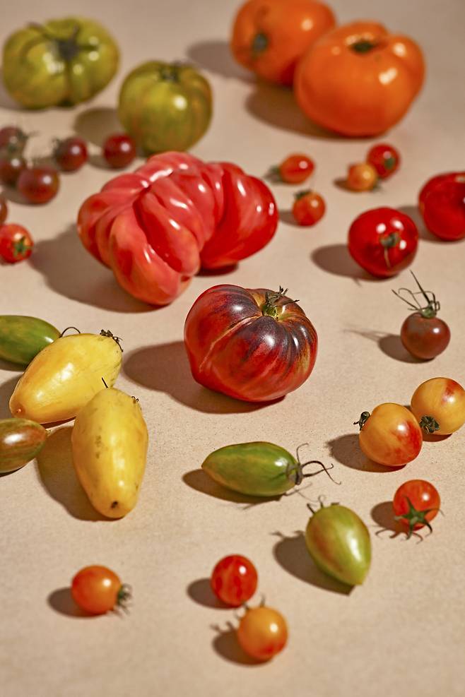 국내에서는 토마토를 과일처럼 여기며 당도를 주요한 선택 기준으로 삼지만, 식재료로 활용하는 유럽에서는 향과 감칠맛의 다양성을 더 중시한다. 그래도팜 제공