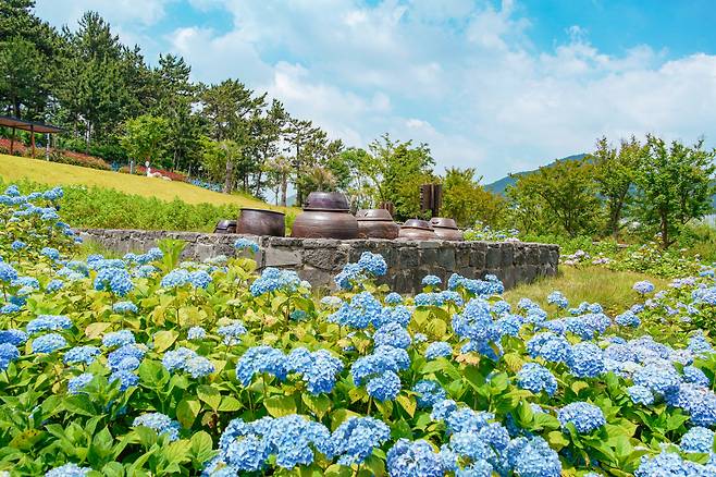 수국이 만개한 장도.