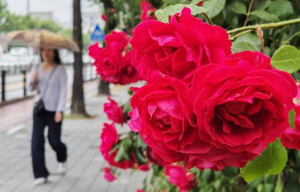 비가 내리는 가운데 지난 15일 부산 교육대학교 정문 앞에 활짝 핀 장미꽃 사이로 시민들이 우산을 쓰고 걸어가고 있다. 김동하 기자