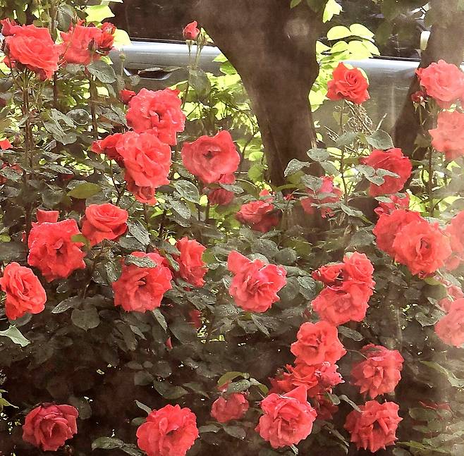 5.23 퇴근길 차창밖으로 급히 폰카를 찍었던 서울 서대문구 도로변 장미