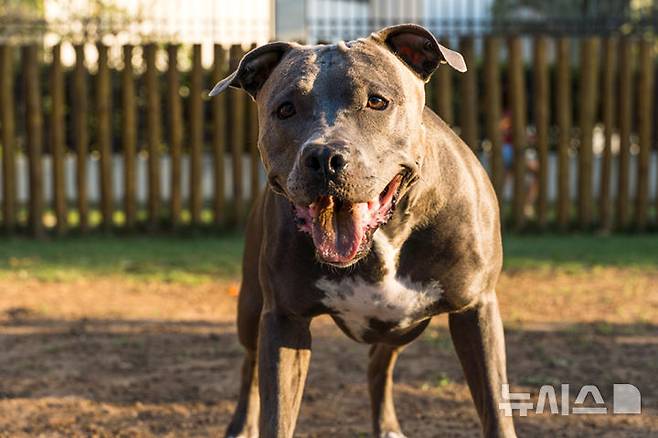 [서울=뉴시스] 핏불테리어. 사진은 본 기사와 관계없음. 2025.03.13. 재판매 및 DB금지.