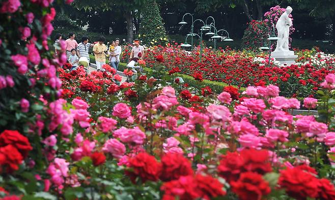 2009년 에버랜드의 장미축제 풍경. 에버랜드 제공