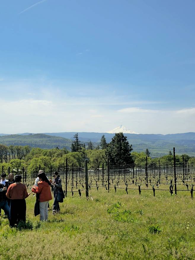 씬클라인 포도밭과 마운트 후드.
