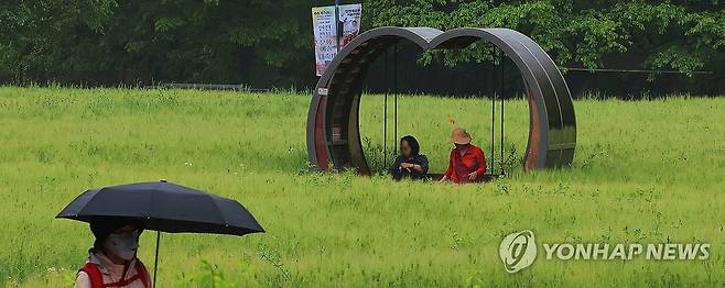 봄비 내리는 청보리밭 [연합뉴스 자료사진]