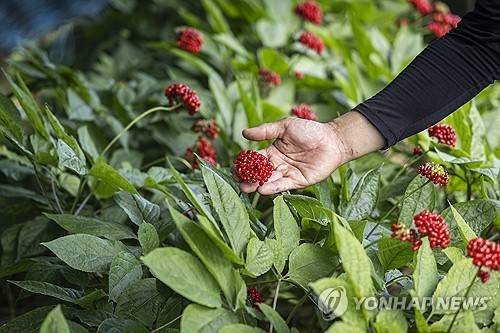 인삼 꽃 [연합뉴스 자료사진]