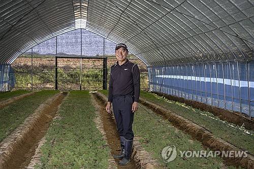 대형 하우스서 인삼 재배하는 전명수 회장 [연합뉴스 자료사진]