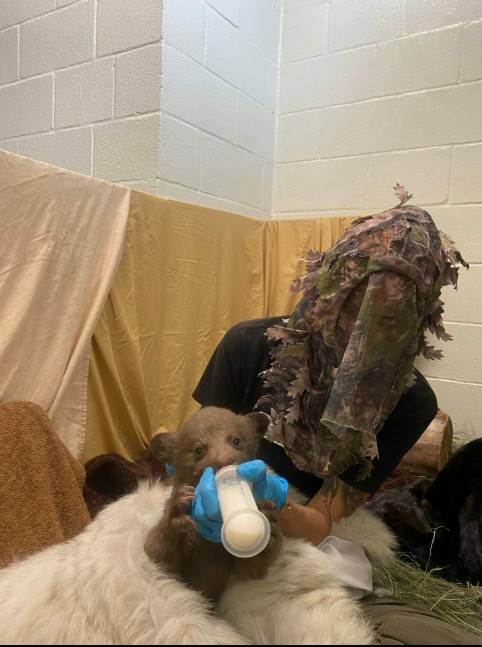 위장용 마스크 쓰고 '베이비 베어'에게 먹이를 먹이는 동물보호사  [샌디에이고 동물보호협회 제공. 재배포 및 DB 금지]