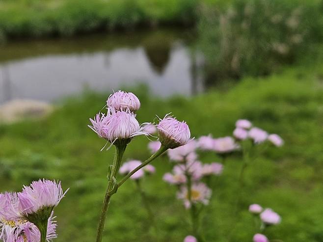 내일날씨, ‘서늘한' 아침 낮 ‘포근’…전북 오후 한때 소나기=오늘날씨, 내일날씨, 주간날씨 예보 ⓒbnt뉴스= 월요일인 내일(26일) 날씨는 전국이 가끔 구름 많겠으나, 수도권과 강원도는 대체로 맑겠다. 오후(12~18시) 전북북동부에 소나기가 내리는 곳이 있겠다. 기상청 내일날씨 예보에 따르면 이날 아침까지 기온은 평년(최저 11~16도, 최고 22~27도)과 비슷하거나 조금 낮겠고, 내일 낮부터 평년과 비슷하겠고, 아침 최저기온은 9~15도, 낮 최고기온은 20~27도가 되겠다.