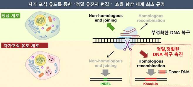 연구팀은 자가포식을 유도해 ‘정밀 유전자 교정’의 효율을 향상시킬 수 있다는 점을 규명했다. 한국화학연구원 제공.