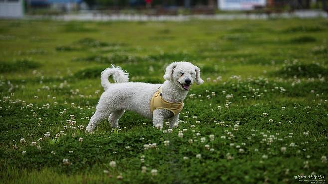 울집 뽀송이 보고가요