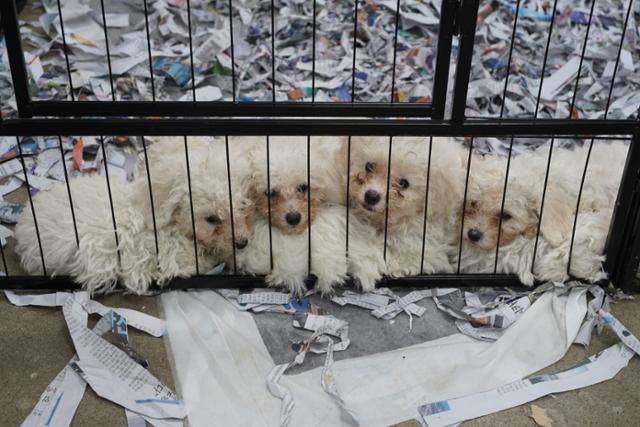 2023년 제인이 낳았던 강아지들. 새끼들은 모두 입양 가족을 만났다. 동물권행동 카라 제공