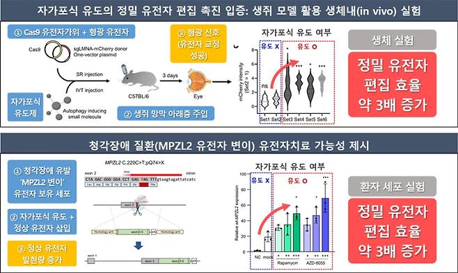 세계 최초 자가포식 유도로 정밀 유전자 편집 효율을 높인 실험 평가결과. 한국화학연구원