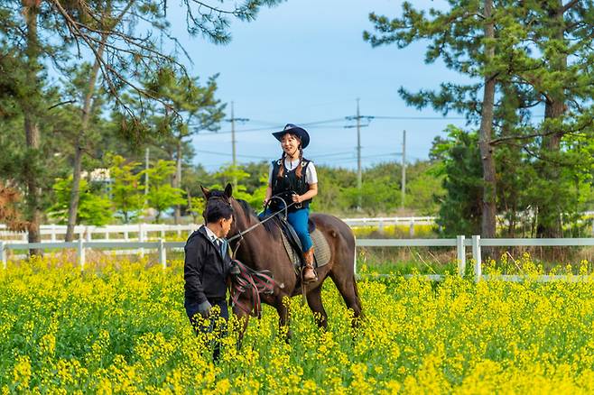 소나무숲과 유채꽃밭도 말을 타고 둘러볼 수 있다. / 사진=한국관광공사