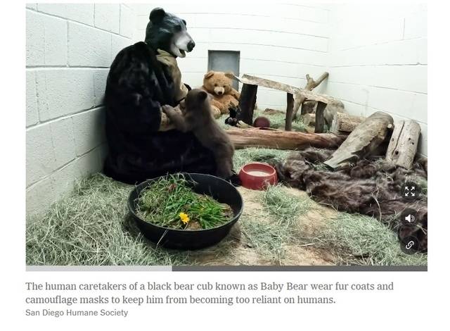 아기 곰에게 먹이를 주기 위해 모피를 입고 곰 마스크 쓴 동물보호사. 뉴욕타임스 캡처