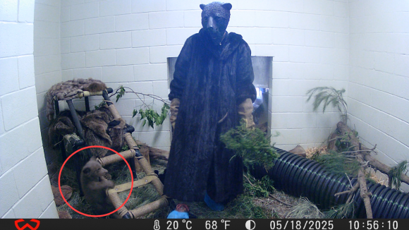 미국 캘리포니아주 샌디에이고 동물보호협회 산하 라모나 야생동물센터의 한 직원이 지난달 센터에 입소한 새끼 곰(빨간색 원)을 돌보기 위해 핼러윈용 곰 마스크를 쓰고 털옷을 입은 모습. 샌디에이고 동물보호협회 센터 제공