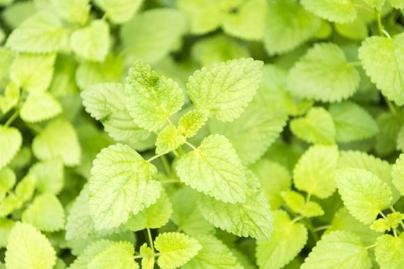 박하 자료 이미지. 픽사베이