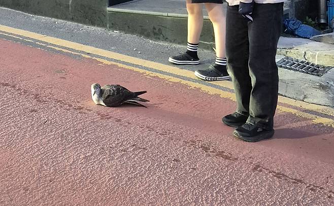 울릉도 도로 한 가운데서 발견된 슴새. /독자제공