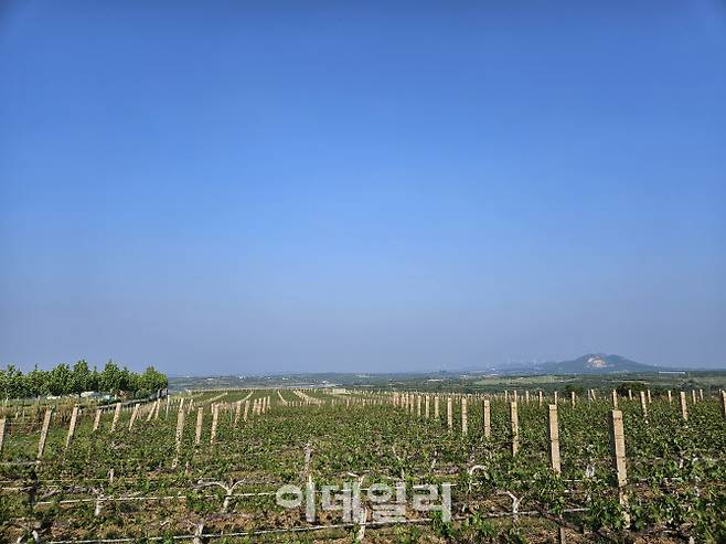중국 산둥성 옌타이 지역에 위치한 쥔딩 와이너리의 포도원 전경. (사진=이데일리 이명철 특파원)