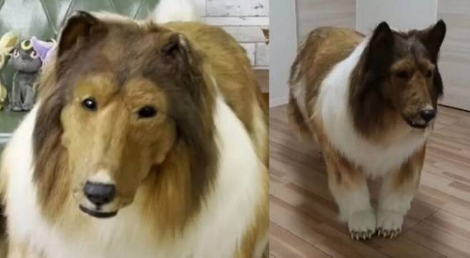 그야말로 진짜 개 같다. 네 발로 걷고, 배를 보이며 뒹군다. 정교한 털과 턱 구조를 갖추고 진짜처럼 개의 모습을 하고 있는 한 남성이 화제다. [사진=SNS]