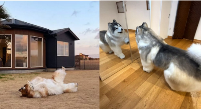 보더콜리 슈트는 일본의 특수 조형 전문 회사가 약 40일에 걸쳐 개의 골격 구조와 피모 흐름, 턱의 개폐 기능까지 고성능으로 구현해 제작했다. [사진=SNS]