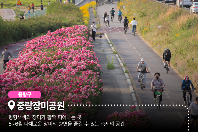 서울시가 매력 명소 '서울에디션 25' 선정에 나선다. 사진은 중랑장미공원 /서울시