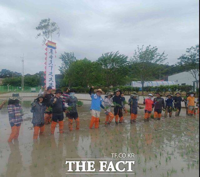 서천군이 지역 농업 활성화를 위한 정책을 조성하는 등 농업 분야 지원 대폭 확대에 나서며 김기웅 서천군수와 관계자들이 현장 중심 농업 정책을 위해 서천군 농업기술센터 내 벼 품종 비교 전시포에서 모내기에 참여하고 있다. /서천군