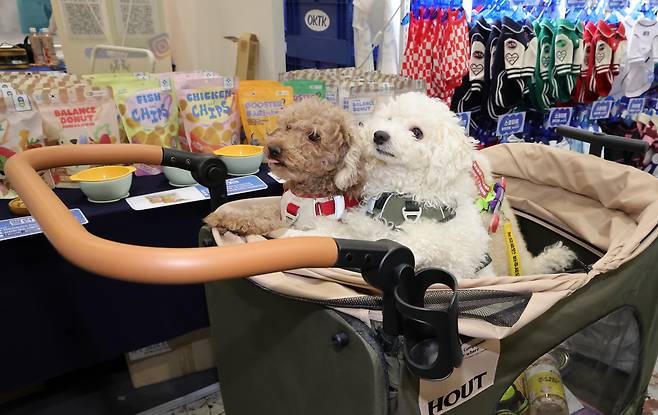 3월 7일 경기도 고양시 킨텍스 제2전시장에서 열린 반려동물 용품 박람회 '2025 펫쇼 코리아'에서 반려견이 전시장을 둘러보고 있다. /연합뉴스