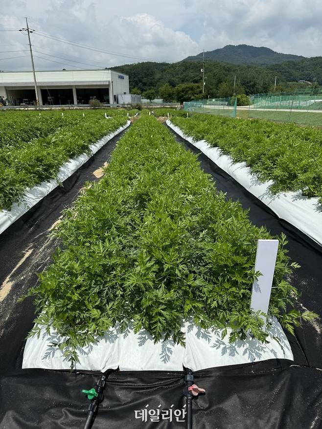 천궁 생육 모습(정상). ⓒ농촌진흥청