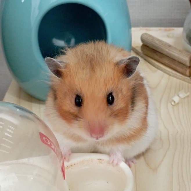 3fb8c32fffd711ab6fb8d38a44f8091ad38bfbab831c547654bc70dfe3b339efaa9d6104a5568517417dc5792c21107bca