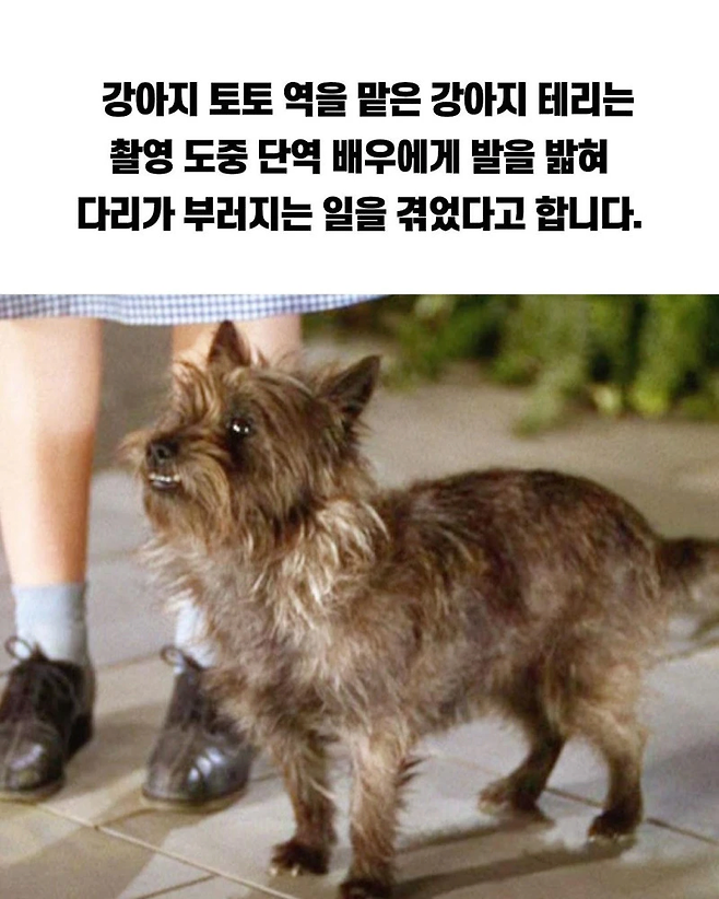 image.png 옛날 오즈의 마법사 영화 TMI