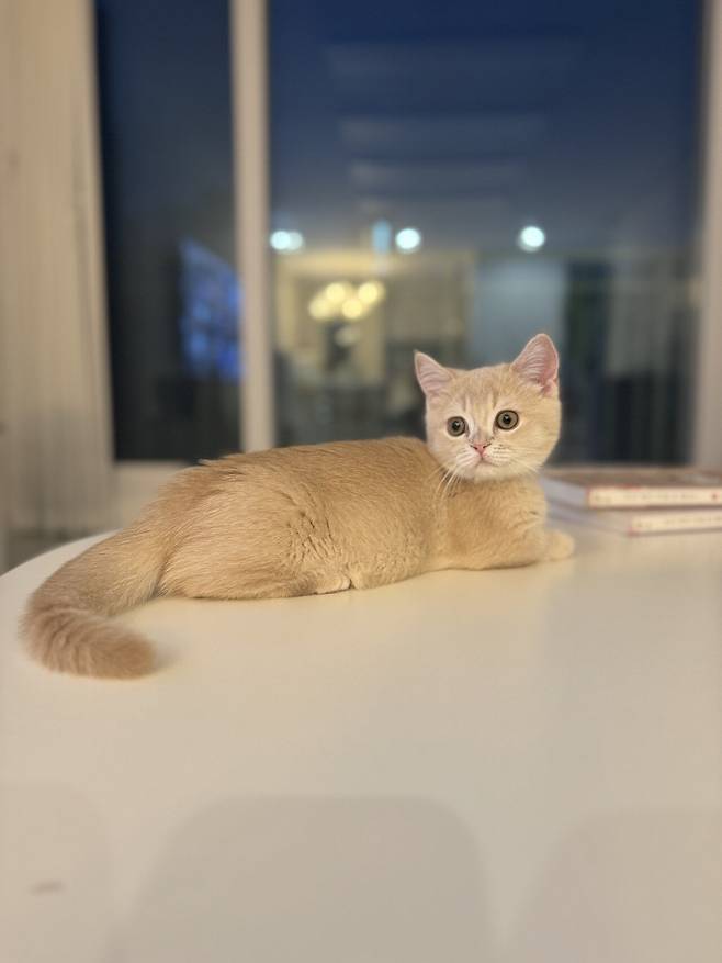 IMG_3286.jpeg 우리집 고양이 보고가