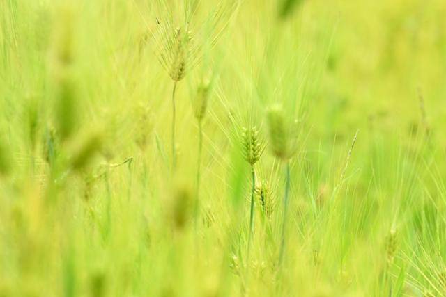 한강 변에 자란 청보리가 어느덧 황금빛으로 물들어 강바람에 살랑이며 춤추듯 흔들리자, 그 고요한 풍경에 사람들의 시선이 자연스레 머문다.