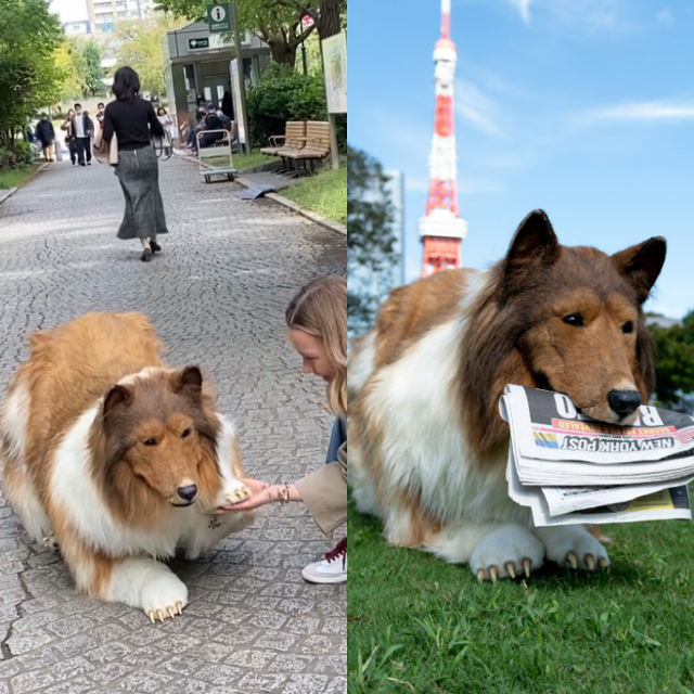 '토코'라는 가명을 쓰는 일본 남성이 어릴 적부터 품어온 ‘개가 되고 싶다’는 꿈을 실현하기 위해 한화로 2,200만 원가량을 들여 정교한 보더콜리 의상을 제작해 화제다. 토코 SNS 캡처