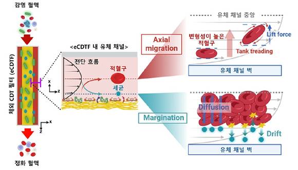 인공혈전(CDT)은 다양한 혈장 단백질로 구성돼 그람양성·음성균을 효과적으로 흡착하도록 설계됐다. [사진=UNIST]
