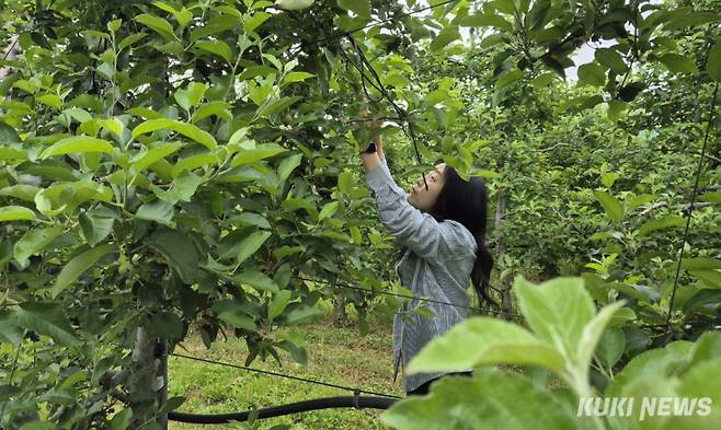 충남도청 스마트농업과는 지난 23일, 예산군 오가면 사과농가를 찾아 일손돕기에 나서 사과 적과 작업을 하며 일손을 보탰다.&nbsp;