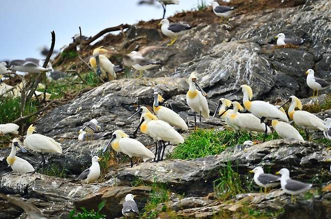 [서천=뉴시스] 서천 노루섬에 서식하는 저어새 *재판매 및 DB 금지