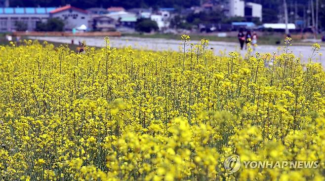 제천비행장에 활짝 핀 유채꽃 (제천=연합뉴스) 김형우 기자 = 26일 오후 유채꽃 화원으로 변신한 충북 제천시 고암동 제천비행장의 모습. 
    시는 1만2천600㎡ 비행장 부지에 17만 포기의 유채꽃을 심었다. 2025.5.26 vodcast@yna.co.kr