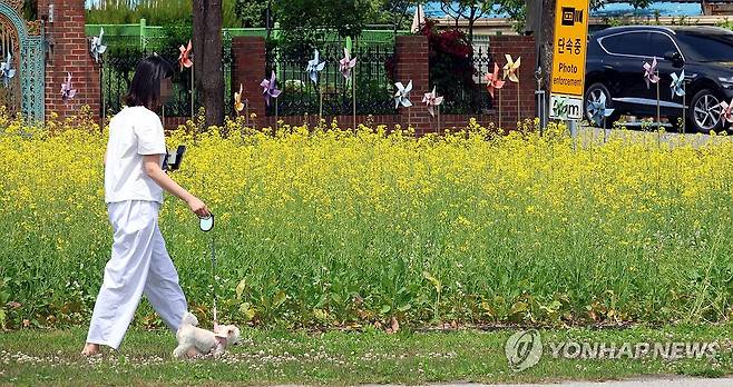 강아지와 나들이 (제천=연합뉴스) 김형우 기자 = 26일 오후 유채꽃 화원으로 변신한 충북 제천시 고암동 제천비행장 주변을 한 시민이 반려견과 거닐고 있다.
    시는 1만2천600㎡ 비행장 부지에 17만 포기의 유채꽃을 심었다. 2025.5.26 vodcast@yna.co.kr