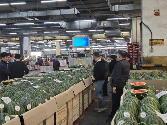 고창 선운산농협 수박작목반에서 출하한 고창수박이 첫 선을 보이고 있다. 사진제공=선운산농협
