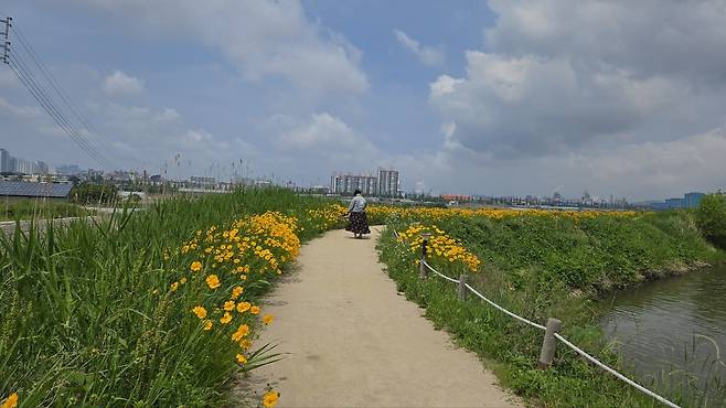 맨발걷기에 좋은 조박지 저수지 둘레길에 금계국이 한창이다.