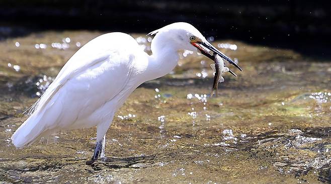 서울 청계천에서 물고기를 잡아 먹는 백로./뉴스1