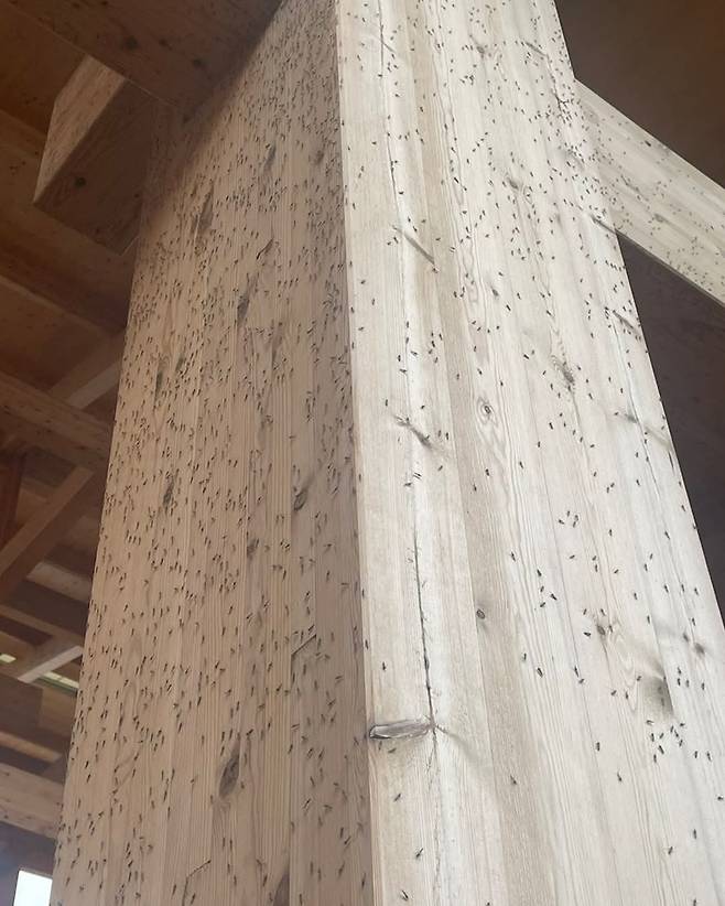 벌레 대량 발생한 오사카 엑스포 대처법