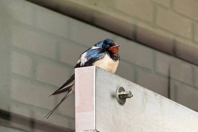 지난 24일 경북 봉화군 봉화버스터미널에서 관찰된 어미 제비. 내성천제비연구소는 봉화시장과 봉화버스터미널등 읍내를 찾는 제비가 3000여 마리에 달한다고 추정하고 있다. 김지숙 기자 suoop@hani.co.kr