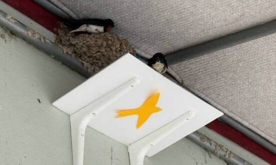 지난 24일 내성천제비연구소 회원들이 경북 순흥면을 찾아 제비 배설물로 인한 오염을 방지하는 ‘둥지 받침대’를 설치하는 활동을 벌였다. 김지숙 기자 suoop@hani.co.kr