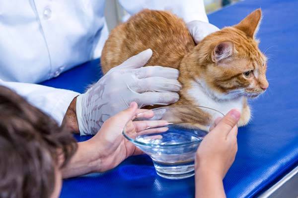 고양이 건강을 위해 수분 섭취량을 관리해주는 것이 좋다./사진=클립아트코리아