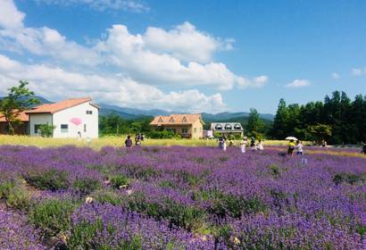 강원고성 하늬라벤터팜. [사진=노랑풍선]