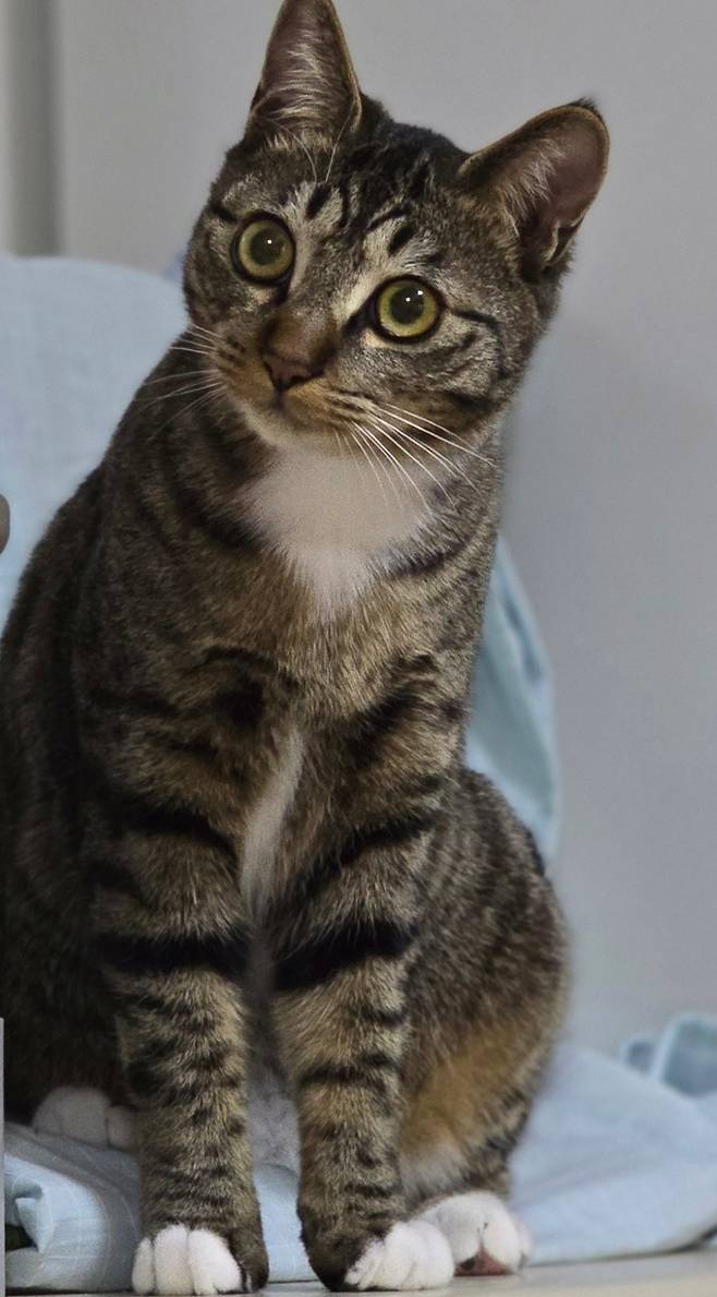 A씨가 입양한 뒤 사망한 순무 [출처=동물보호단체 네스트]