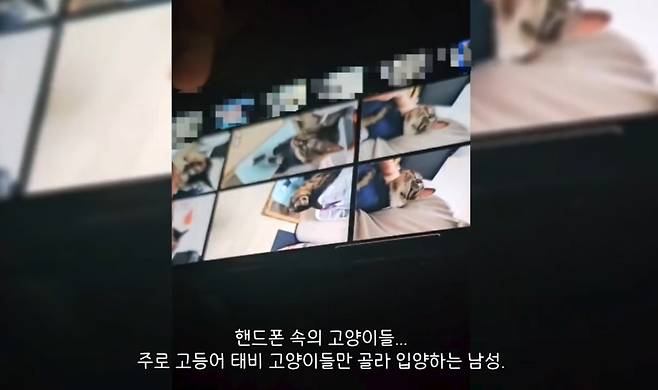 A씨의 휴대전화에 저장된 고양이 사진 [출처= 동물권단체 '케어' 영상 캡처]